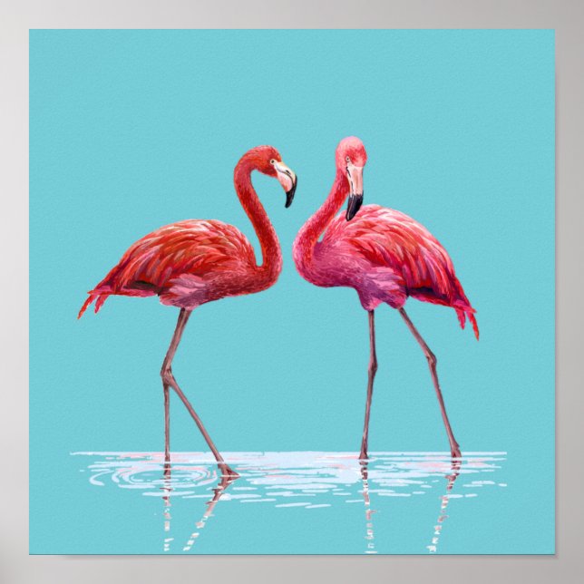 Poster Flamants roses (Devant)