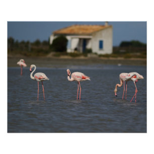 Poster Flamants roses en Camargue