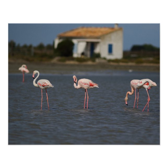 Poster Flamants roses en Camargue (Devant)