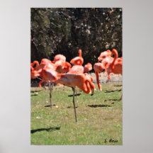Flamants roses Imprimer