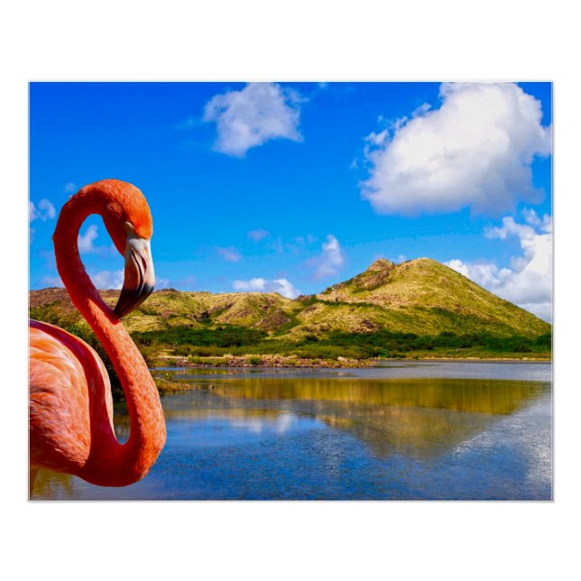 Poster Flamingo des Caraïbes en toile St kitts (Devant)