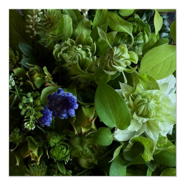 Poster Flannel Flower, Arabicum, Phylica, Ryobu, Botanica (Devant)