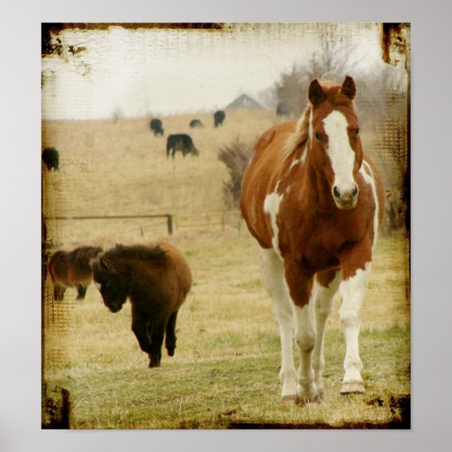Poster Flashy et le Mini Horse Filly (Devant)