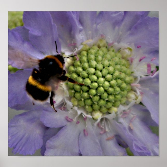 Poster Fleur #6 (détail) (Devant)