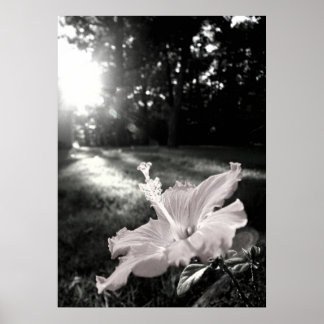 Poster Fleur B&W Hibiscus