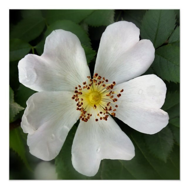 Poster fleur blanche (Devant)