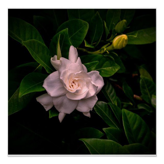 Poster Fleur blanche délicate (Devant)