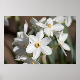 Poster Fleur blanche en papier Ziva