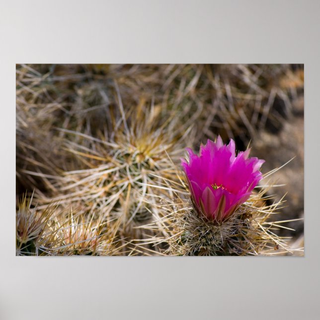 Poster Fleur Cactus (Devant)