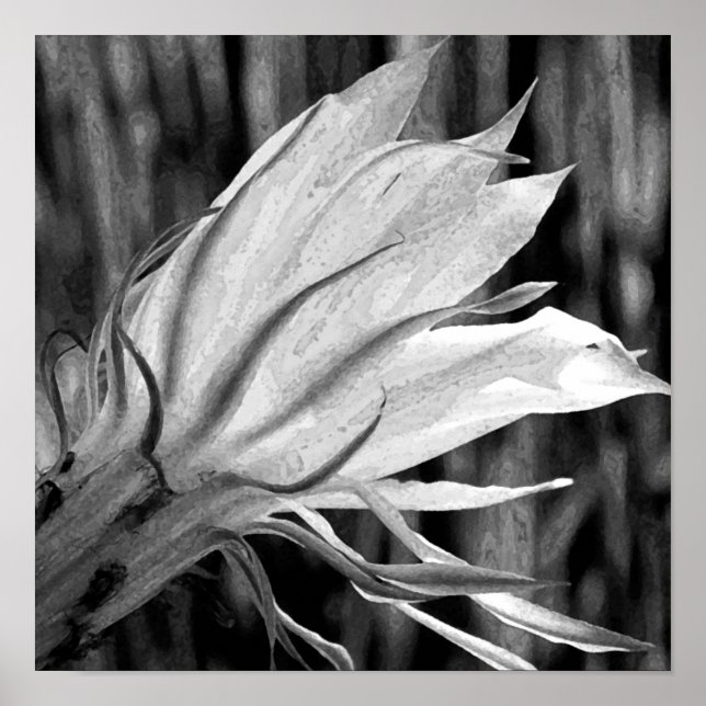 Poster Fleur Cactus (Devant)