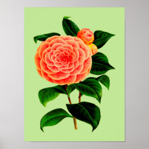 Poster Fleur Camellia vintage #2