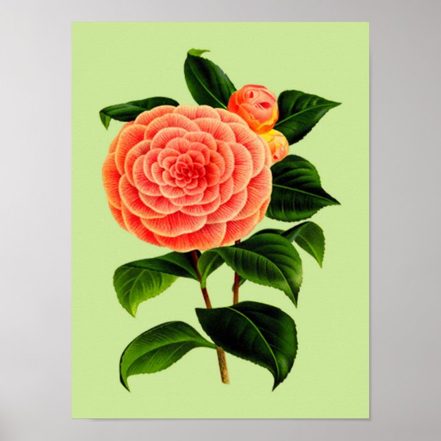 Poster Fleur Camellia vintage #2 (Devant)