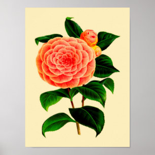 Poster Fleur Camellia vintage #3