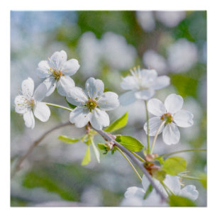 Poster Fleur cerise blanche