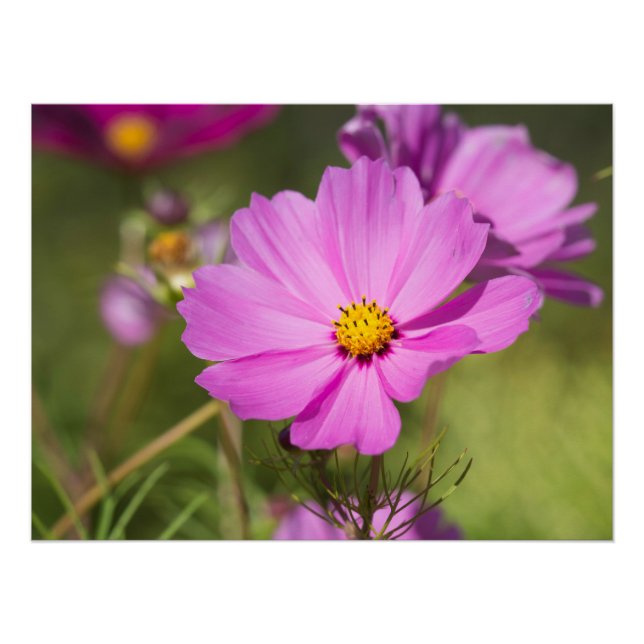 Poster Fleur Cosmos Rose 2 (Devant)