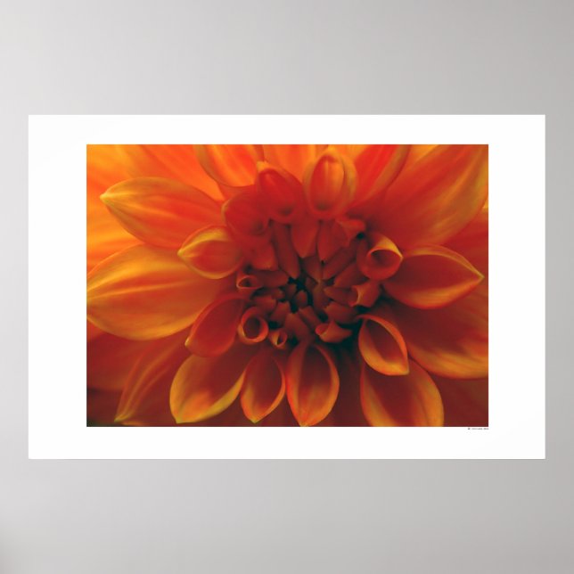 Poster Fleur Dahlia (Devant)