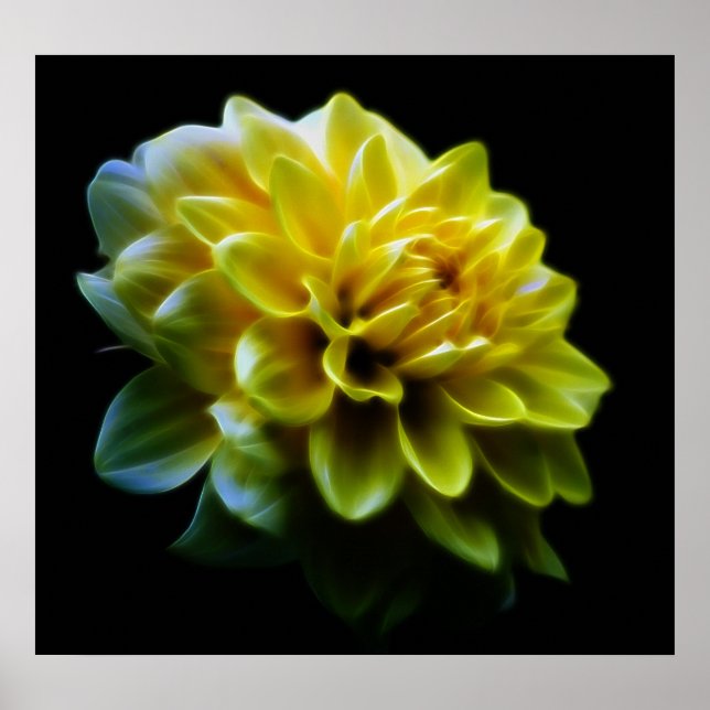 Poster Fleur Dahlia et signification (Devant)