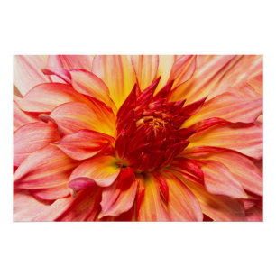Poster Fleur - Dahlia - Le souffle de la nature