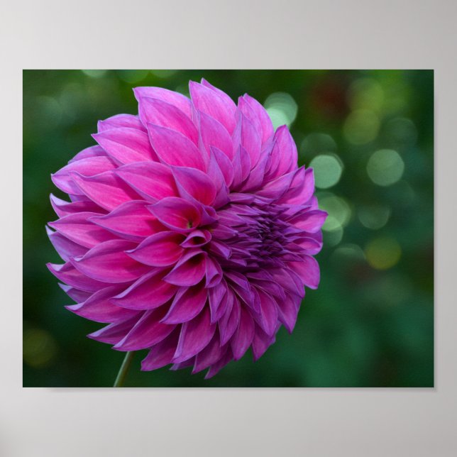 Poster Fleur dahlia violette (Devant)