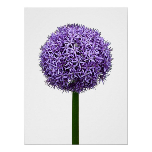 Poster Fleur d'Allium pourpre sur fond blanc (Devant)