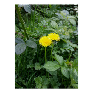 Poster Fleur Dandelion