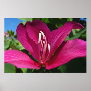 Poster Fleur d'arbre orchidée florale tropicale