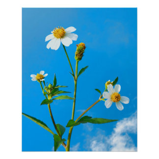 Poster Fleur de Bidens pilosa