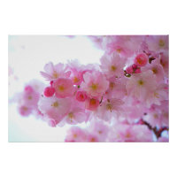 Fleur de cerisier japonaise