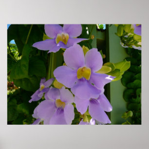 Poster Fleur de ciel Vigne Tropical Violet Floral