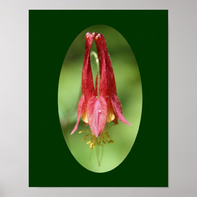 Poster Fleur de colonne rouge sauvage (Devant)