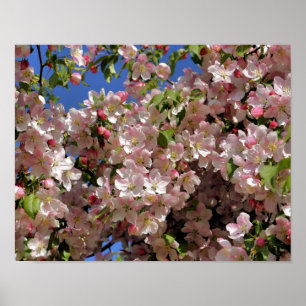 Poster Fleur de crabe rose de printemps 4