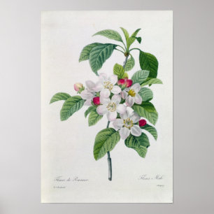 Poster Fleur, de 'DES de Les Choix plus des belles
