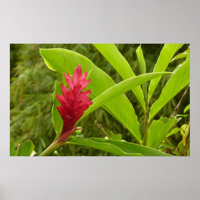 Poster Fleur de gingembre rouge (Alpinia) tropicale (Devant)