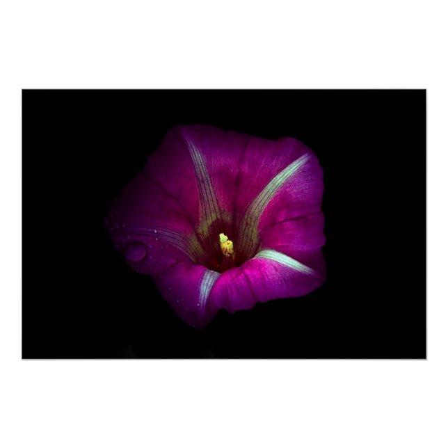 Poster Fleur de gloire du matin (Devant)