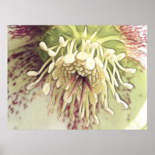 Poster Fleur de Hellebore délicate