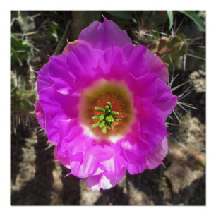 Poster Fleur de hérisson Cactus