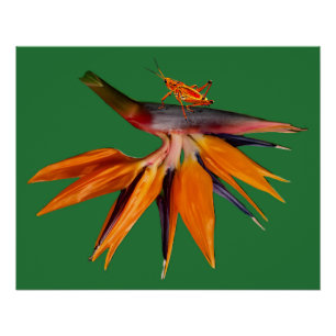 Poster Fleur de l'oiseau de paradis