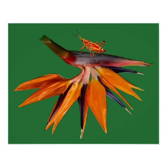 Poster Fleur de l'oiseau de paradis (Devant)