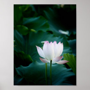 Poster Fleur de Lotus blanc élégante