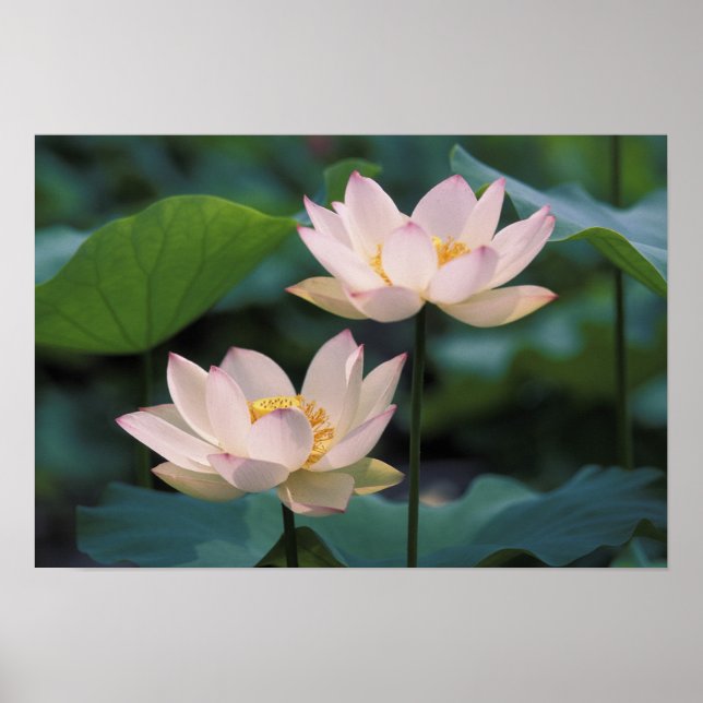 Poster Fleur de Lotus en fleurs, Chine (Devant)