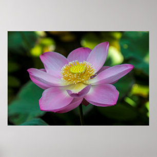 Poster Fleur de lotus en fleurs, Indonésie