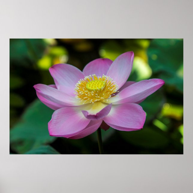Poster Fleur de lotus en fleurs, Indonésie (Devant)