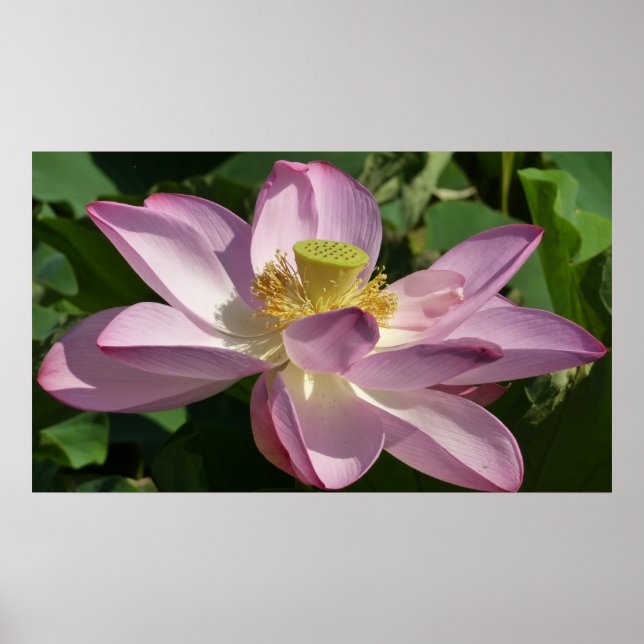 Poster Fleur de Lotus rose II Floral d'été (Devant)
