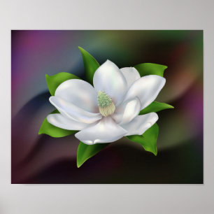 Poster Fleur de Magnolia