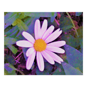Poster Fleur de marguerite rose
