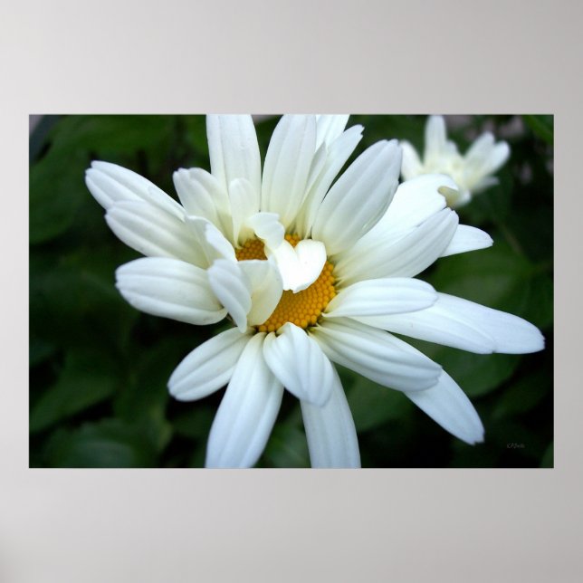 Poster Fleur de marguerite s'épanouissant (Devant)