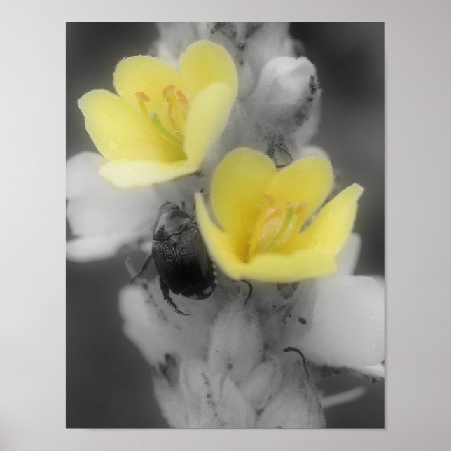 Poster Fleur de Molène avec Scarabée en Couleur Partielle (Devant)