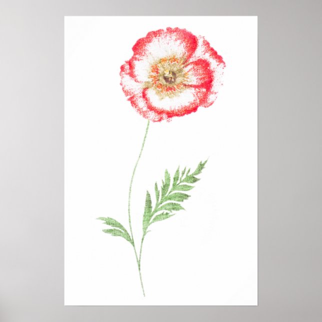 Poster Fleur de pavot sauvage (Devant)