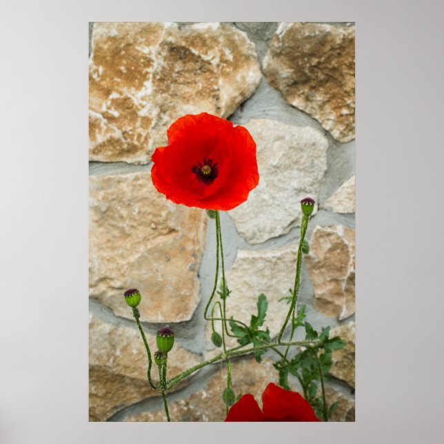 Poster Fleur de pavot simple et mur de pierre derrière (Devant)