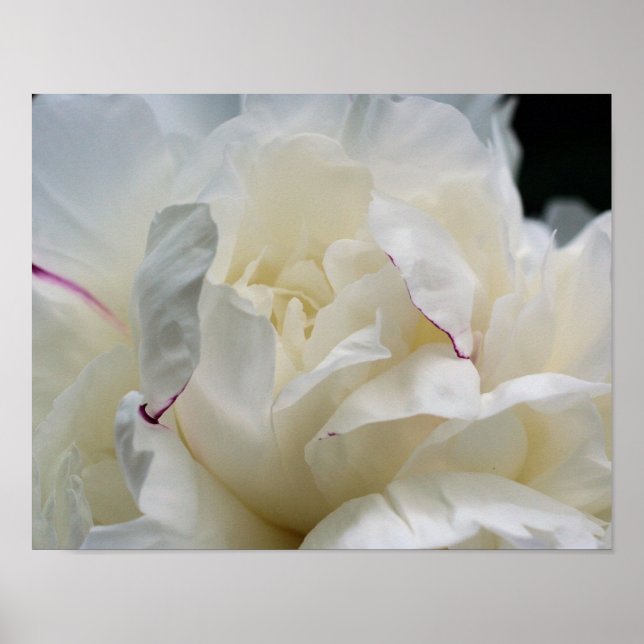 Poster Fleur de pivoine blanche en fleurs (Devant)